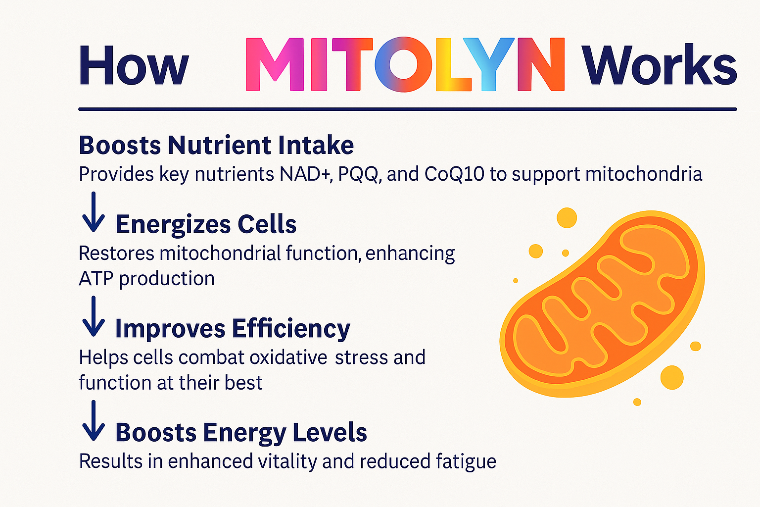 How Mitolyn works to energize cells and support mitochondrial function